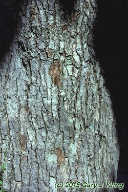 Magnolia acuminata