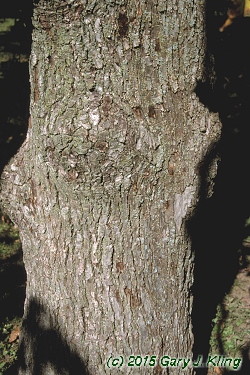 Magnolia acuminata