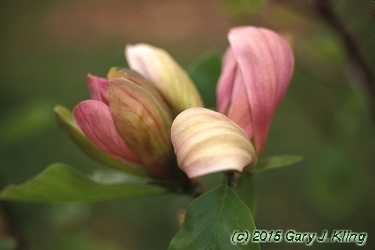Magnolia x brooklynensis 'Woodsman'