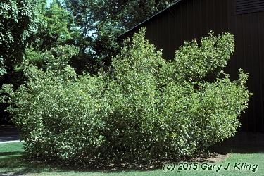 Magnolia liliiflora