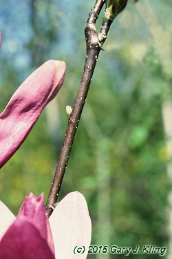 Magnolia liliiflora