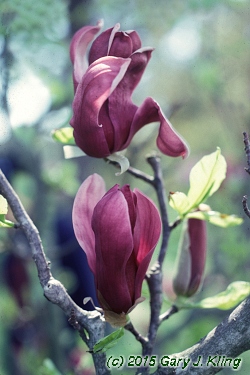Magnolia liliiflora