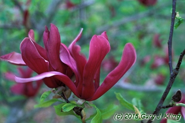 Magnolia liliiflora