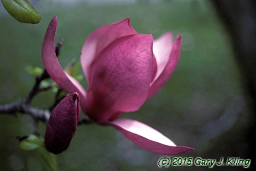 Magnolia liliiflora
