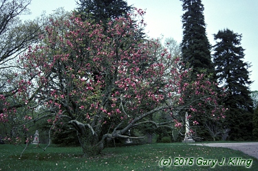 Magnolia liliiflora