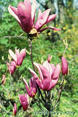 Magnolia liliiflora