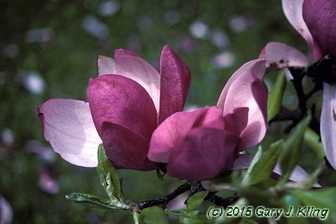 Magnolia liliiflora