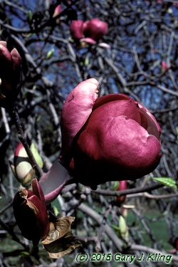 Magnolia liliiflora