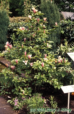 Magnolia liliiflora 'Nigra'