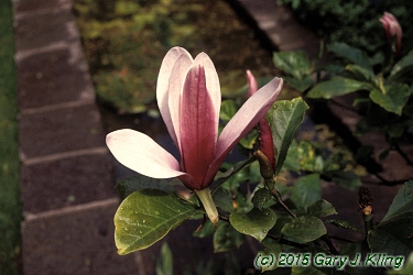 Magnolia liliiflora 'Nigra'