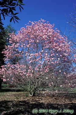 Magnolia x loebneri 'Leonard Messel'