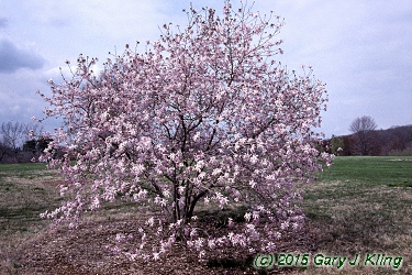 Magnolia x loebneri 'Leonard Messel'