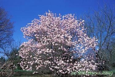 Magnolia x loebneri 'Leonard Messel'