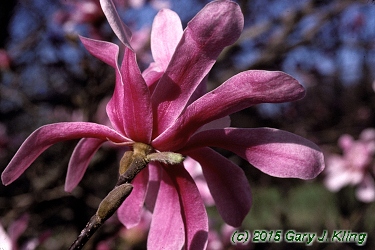 Magnolia x loebneri 'Leonard Messel'