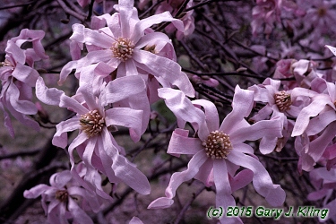 Magnolia x loebneri 'Leonard Messel'