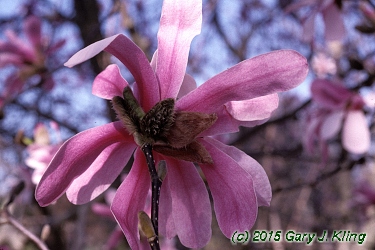 Magnolia x loebneri 'Leonard Messel'