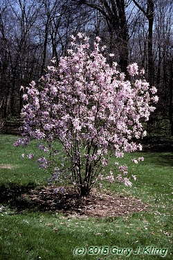 Magnolia x loebneri 'Leonard Messel'