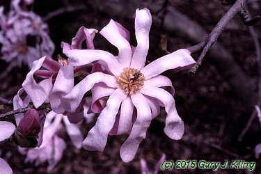 Magnolia x loebneri 'Leonard Messel'