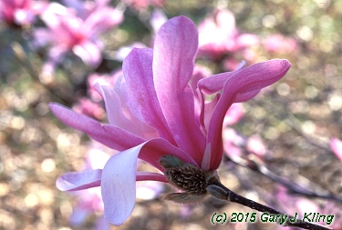 Magnolia x loebneri 'Leonard Messel'