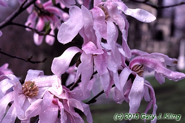 Magnolia x loebneri 'Leonard Messel'