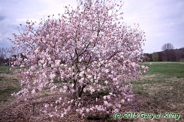 Magnolia x loebneri 'Leonard Messel'