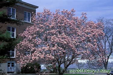 Magnolia x soulangiana