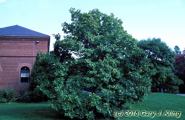 Magnolia x soulangiana
