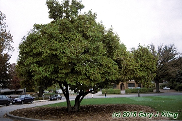Magnolia x soulangiana