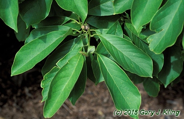Magnolia x soulangiana