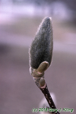 Magnolia x soulangiana