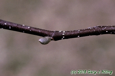 Magnolia x soulangiana