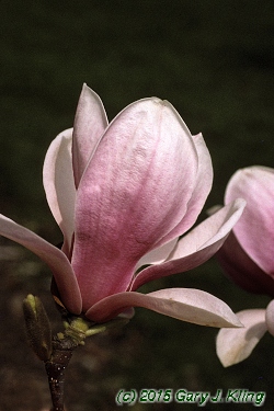 Magnolia x soulangiana