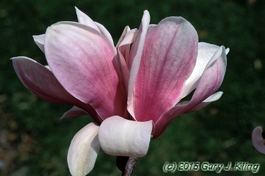 Magnolia x soulangiana