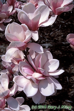 Magnolia x soulangiana