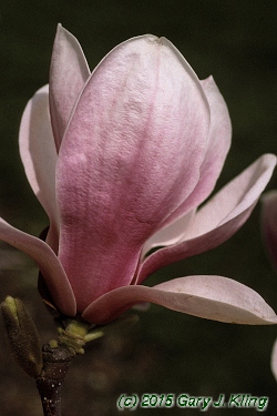 Magnolia x soulangiana