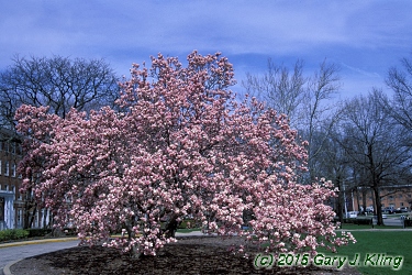 Magnolia x soulangiana