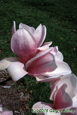 Magnolia x soulangiana