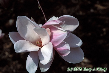 Magnolia x soulangiana