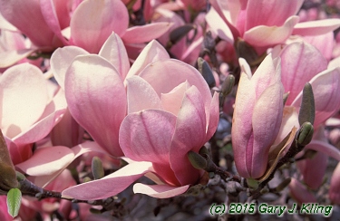 Magnolia x soulangiana