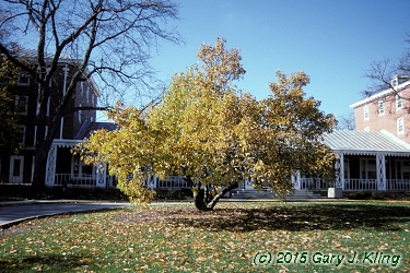 Magnolia x soulangiana