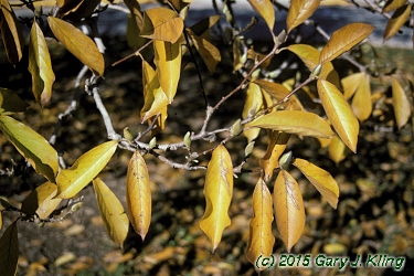 Magnolia x soulangiana