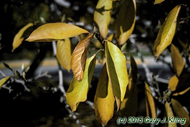 Magnolia x soulangiana