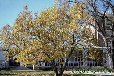 Magnolia x soulangiana
