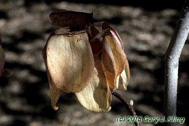 Magnolia x soulangiana