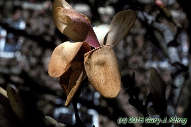 Magnolia x soulangiana