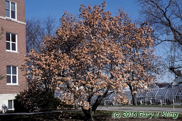 Magnolia x soulangiana