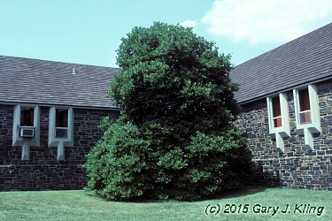 Magnolia stellata