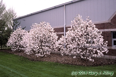 Magnolia stellata