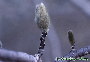 Magnolia stellata
