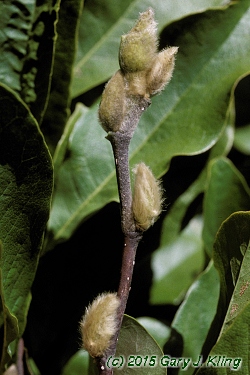 Magnolia stellata